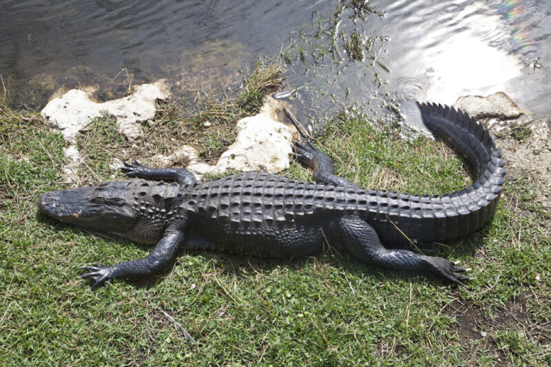 American Alligator Lying on Bank