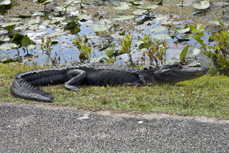 American Alligator Lying on Side of a Road at Shark Valley of Everglades National Park