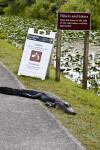 American Alligator Lying on Side of Road