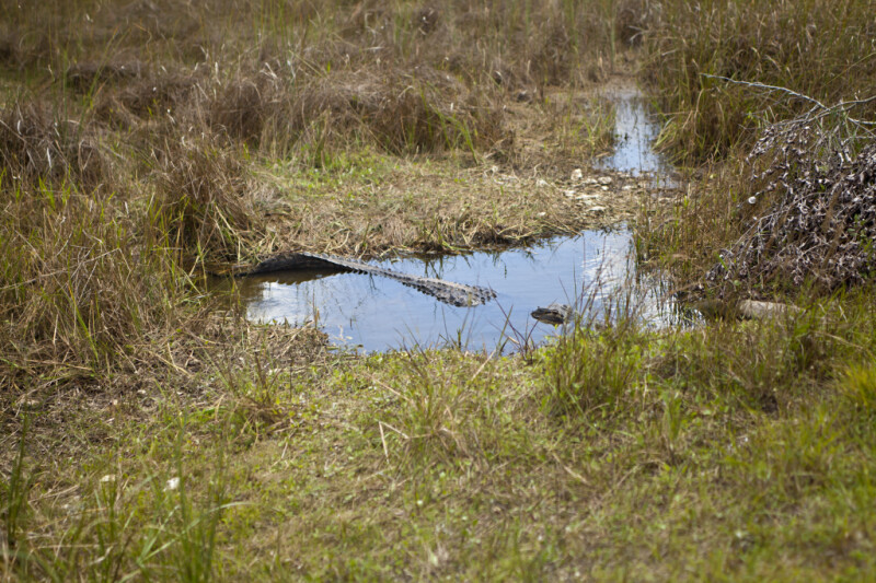 American Alligator Lying Partially Submerged in a Puddle