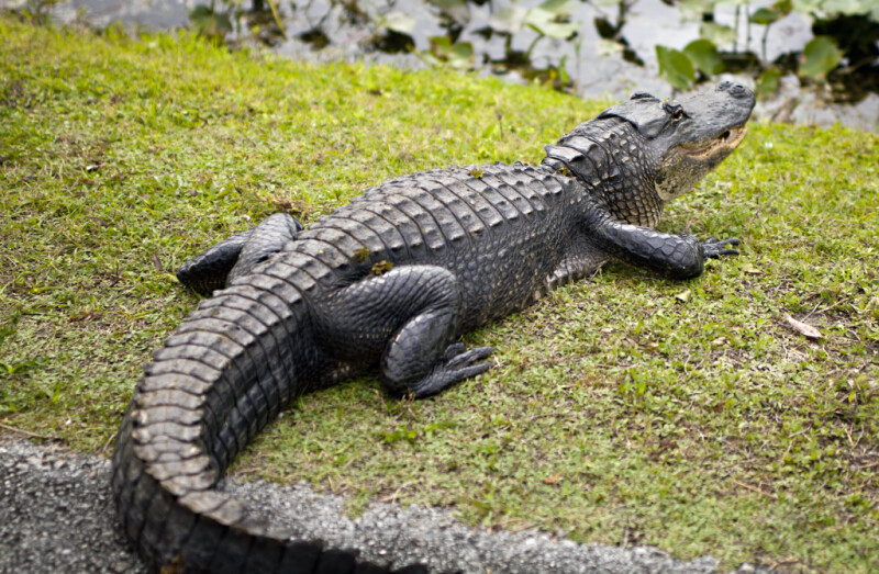 American Alligator Making its Way to the Water