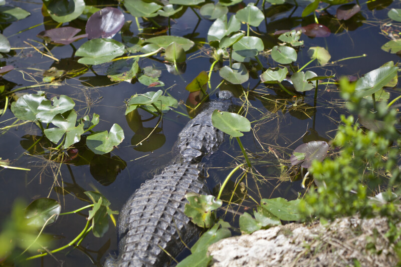 American Alligator Navigating its Way Through Aquatic Plants