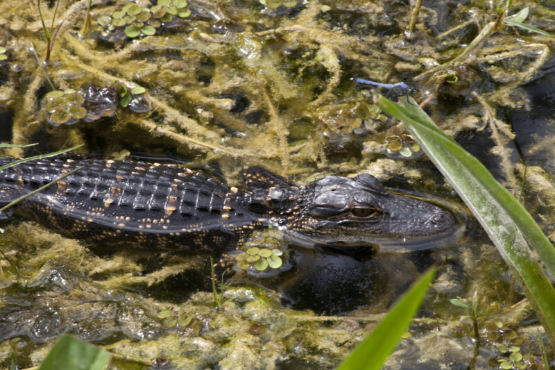 American Alligator Partially Submerged in Murky Water