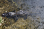 American Alligator Partially Submerged in Water