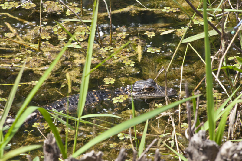 American Alligator Partially Submerged in Water