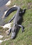 American Alligator Resting