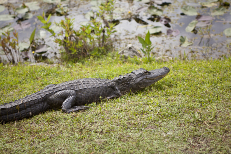 American Alligator Resting in Grass