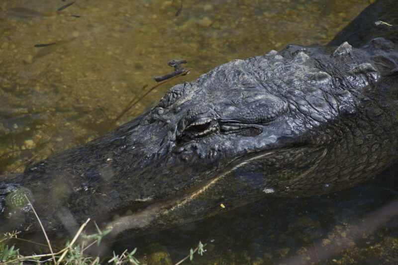 American Alligator Resting in Shallow Water