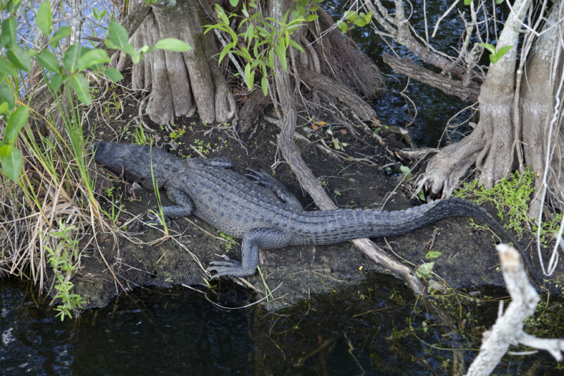 American Alligator Resting Near Tree Trunks at Anhinga Trail of Everglades National Park