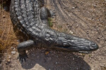 American Alligator Sculpture