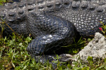 American Alligator Skin