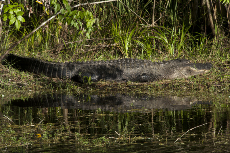 American Alligator Sunning in Grass