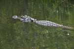 American Alligator Swimming Through Water