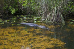 American Alligator Wading Through Shallow Water at Shark Valley of Everglades National Park