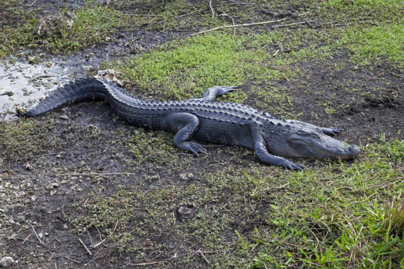 American Alligator with a Curvy Tail