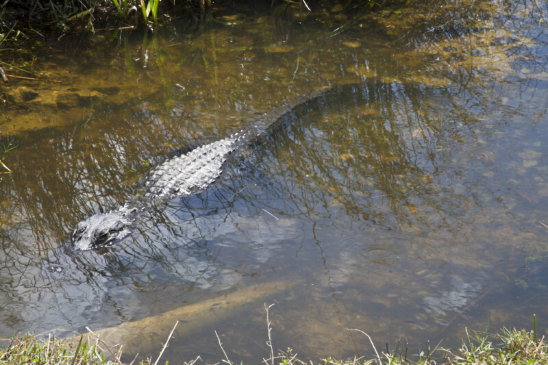 American Alligator with Eyes and Back Above Water