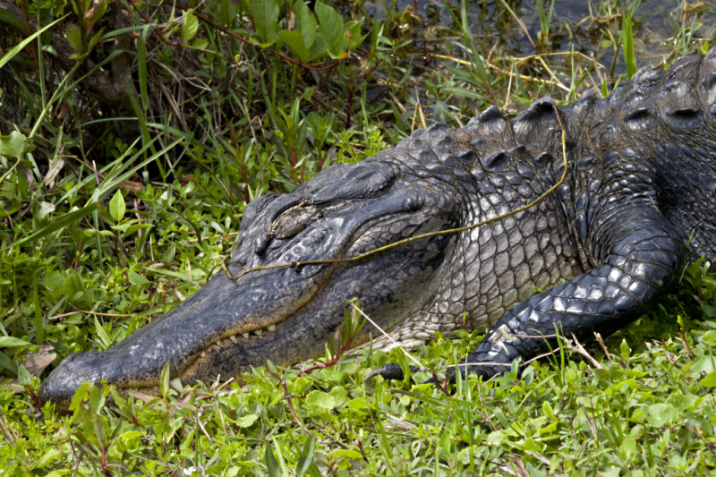American Alligator with its Eye and Mouth Closed