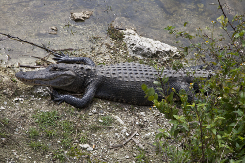American Alligator with its Head Tilted to the Left
