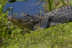 American Alligator With its Head Up