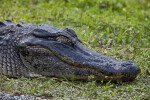American Alligator with its Right Eye Closed