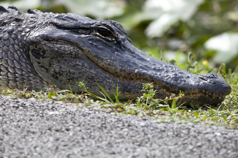 American Alligator with its Right Eye Open