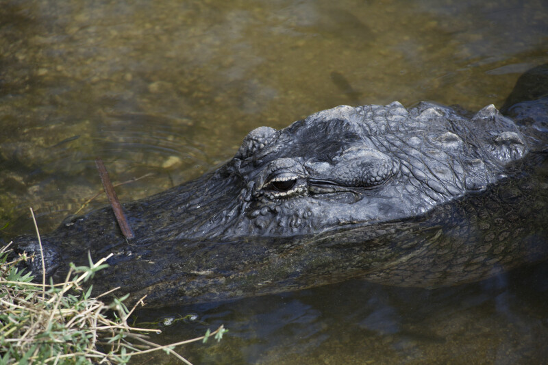 American Alligator with Most of Body Submerged in Water