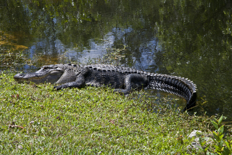 American Alligator with Most of its Body Out of the Water