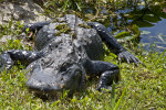 American Alligator with Plants on its Back