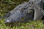 American Alligator with Skin Fold over Eye