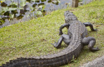 American Alligator's Back and Long Tail