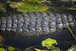 American Alligator's Back