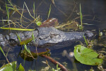 American Alligator's Head