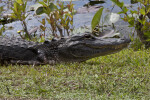 American Alligator's Head