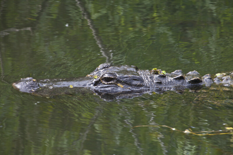 American Alligator's Head Just Above the Water's Surface