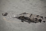American Alligator's Head