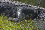 American Alligator's Leg Close-Up