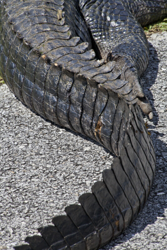 American Alligator's Tail