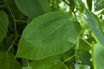 American Basswood Leaf