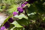 American Beauty Berries