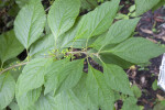 American Beautyberry Leaves