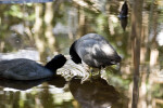 American Coots Grooming