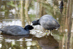 American Coots