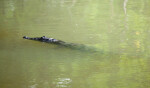 American Crocodile at Flamingo Marina