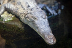 American Crocodile Detail