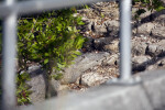 American Crocodile Resting