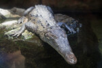 American Crocodile