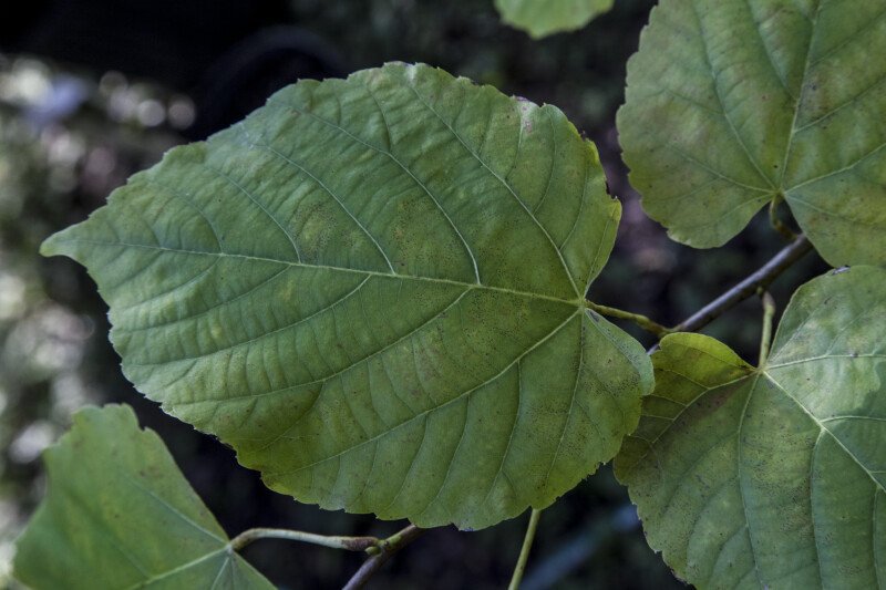 American Linden Leaf Close-Up