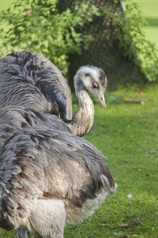 American Rhea with Grass in its Mouth