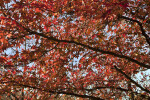 American Sweetgum Branches with Many Leaves