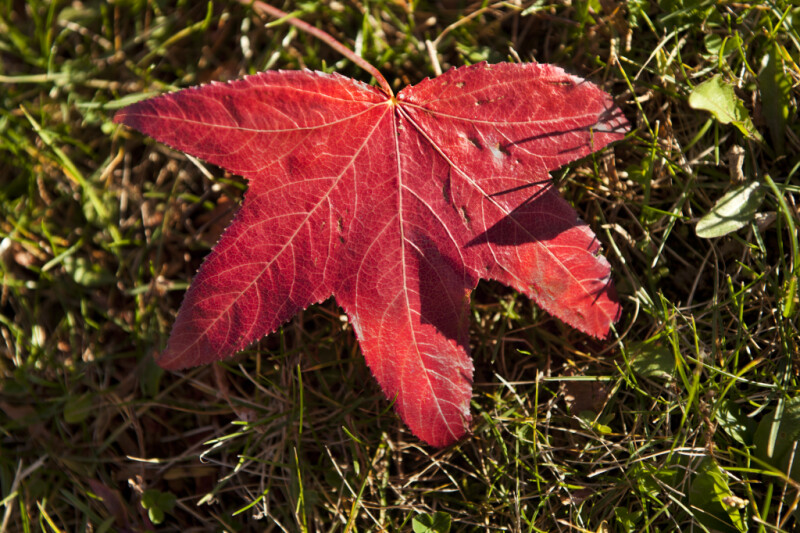 American Sweetgum Leaf Close-Up